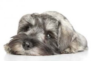 Separation Anxiety for Mini Schnauzers