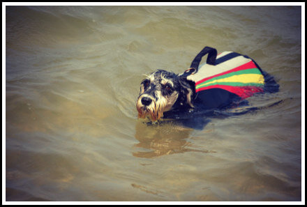 Training Your Miniature Schnauzer Puppy to Swim