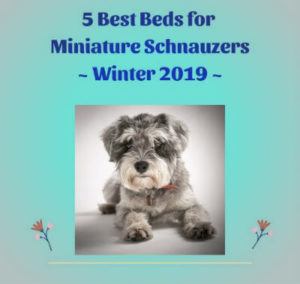 5 Best Beds for Miniature Schnauzers Winter 2019