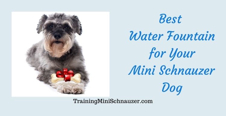 Best Water Fountain for Your Dog