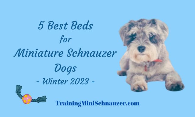 Best Beds for Miniature Schnauzer Dogs Winter 2023