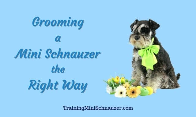 Grooming a Miniature Schnauzer the Right Way