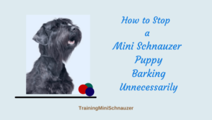 How to Stop a Mini Schnauzer Puppy Barking Unnecessarily