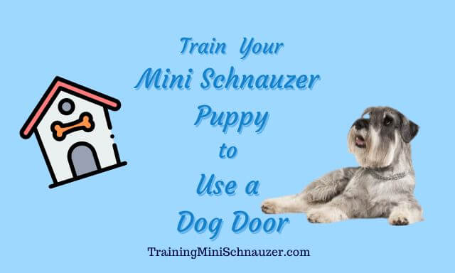 Train Your Miniature Schnauzer Puppy to Use a Dog Door