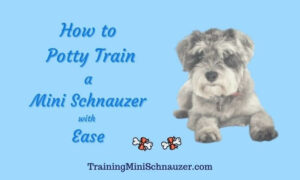 How to Potty Train Miniature Schnauzer Puppy With Ease