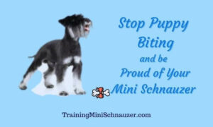 Stop Puppy Biting