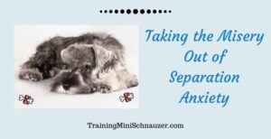 Takind the Misery Out of Separation Anxiety in Dogs