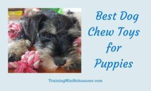 Best Dog Chew Toys for Puppies