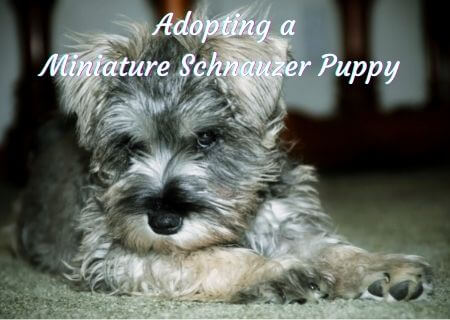 Adopting a Miniature Schnauzer Puppy